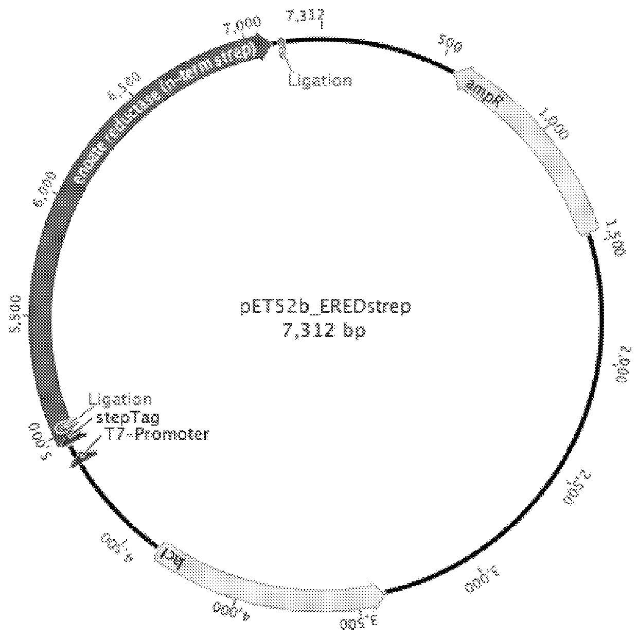 Method for biotechnological production of dihydrochalcones