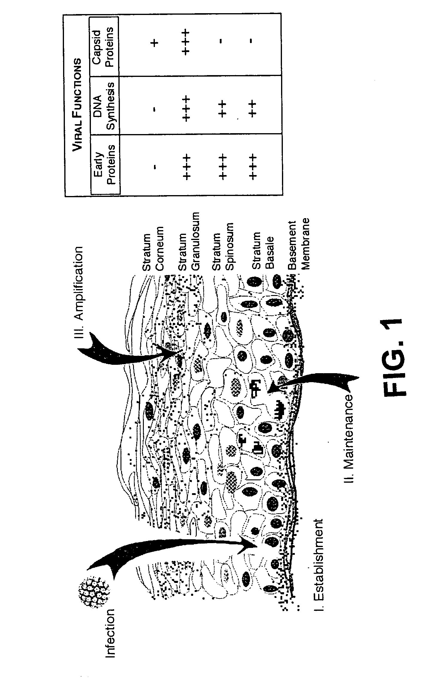 RhPV as a model for HPV-induced cancers