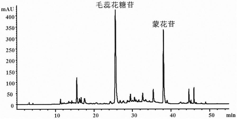 A method for separating and preparing verbascoside and mongoside from Budisma japonica