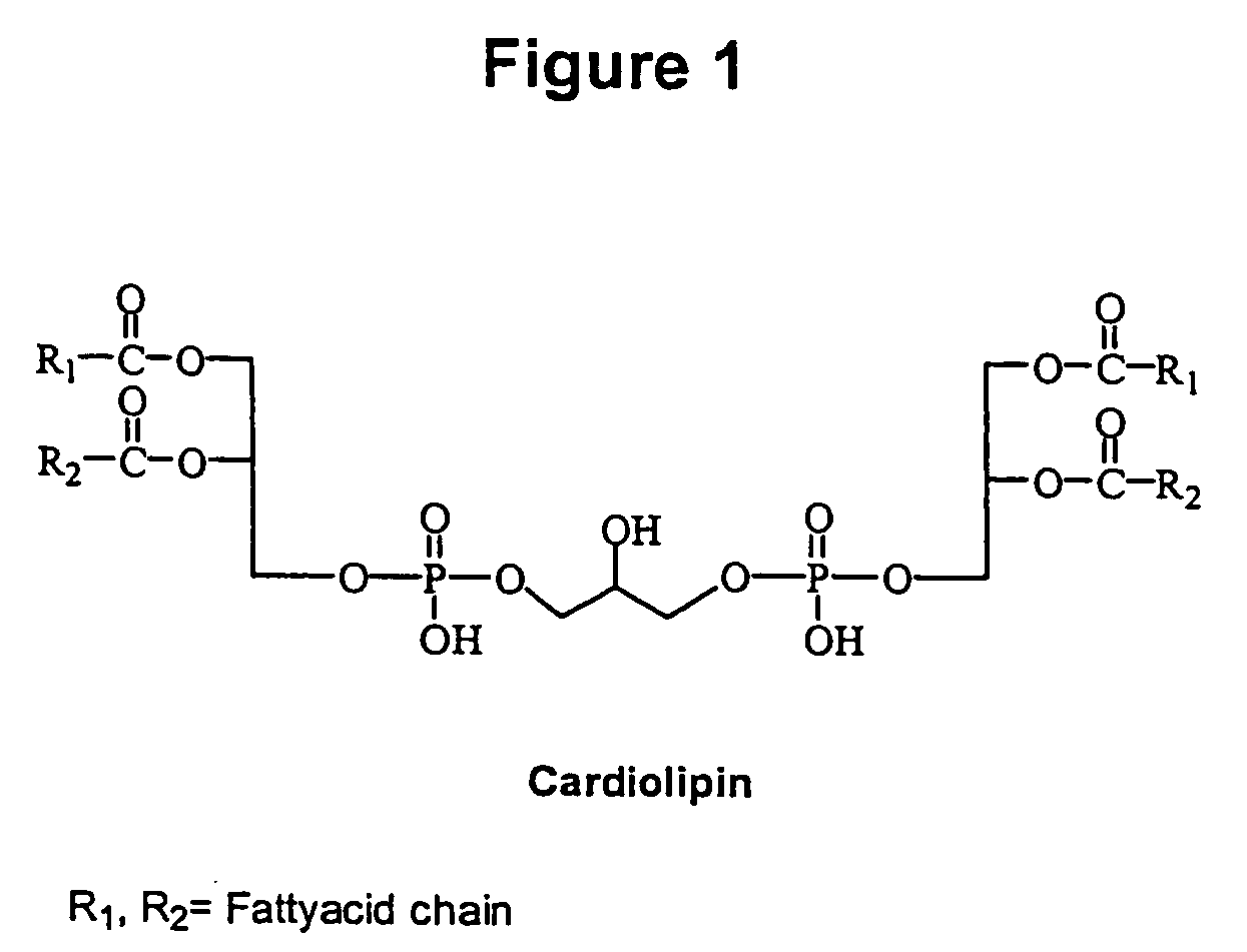 Cardiolipin molecules and methods of synthesis