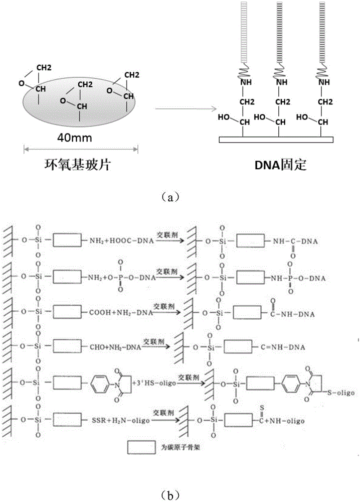 Fixing method of targeted primer in single-molecule targeted sequencing, single-molecule targeted sequencing reagent box and application