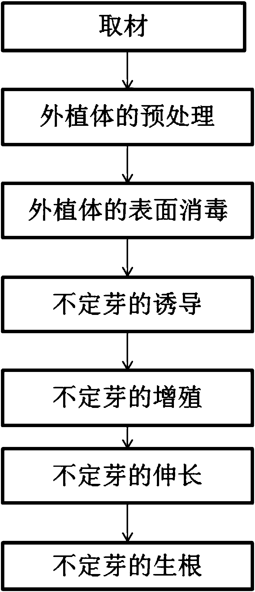 A method for directly regenerating plants from Chinese toon leaves