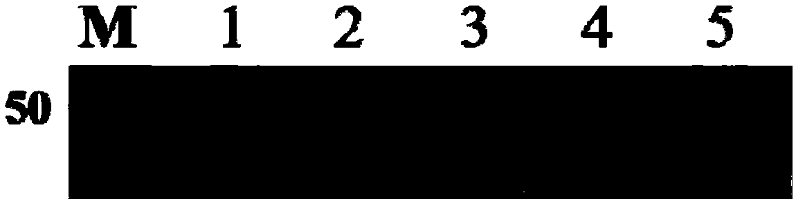 Plant nitrilase mutant, coding gene and application of plant nitrilase mutant