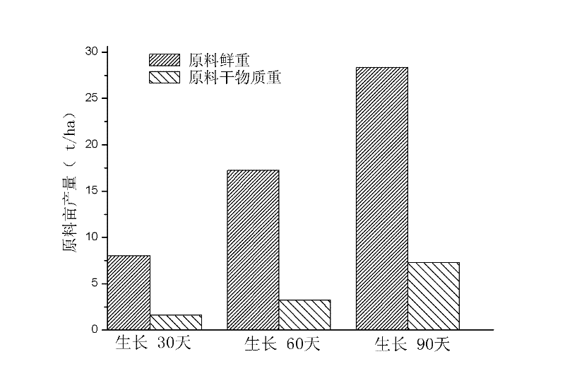 Pennisetum hybrid planting method and method for jointly producing marsh gas by using Pennisetum hybrid as raw material