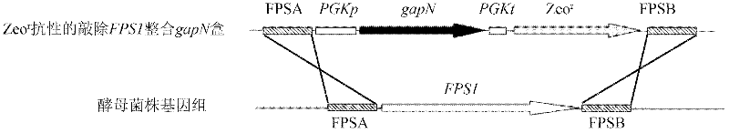 Industrial Saccharomyces cerevisiae strain with low glycerol synthesis and high alcohol tolerance and application thereof