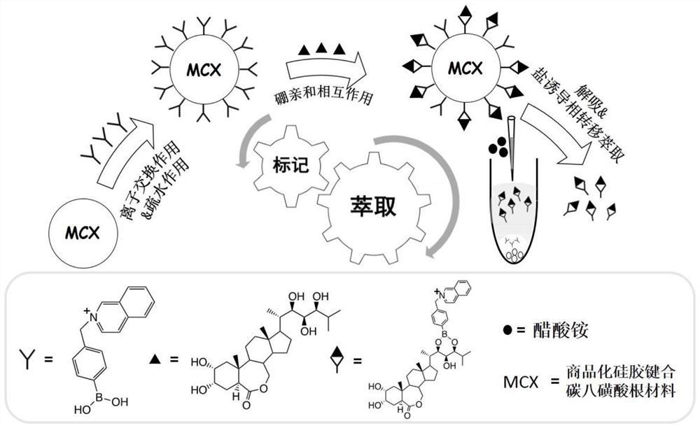 A sample pretreatment method for endogenous brassinosterol in plant samples and the pretreatment solid-phase material used therefor