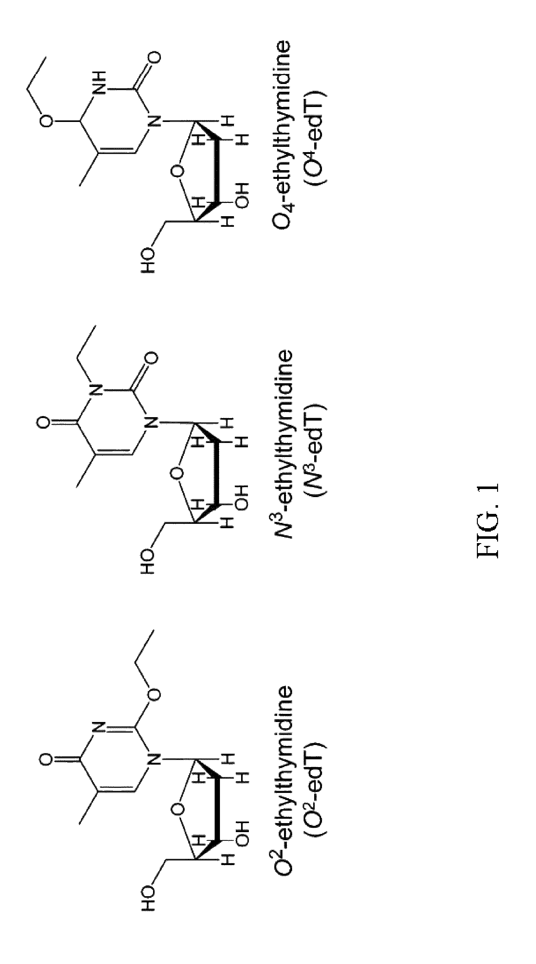 Method of detecting ethylated thymidine DNA adducts