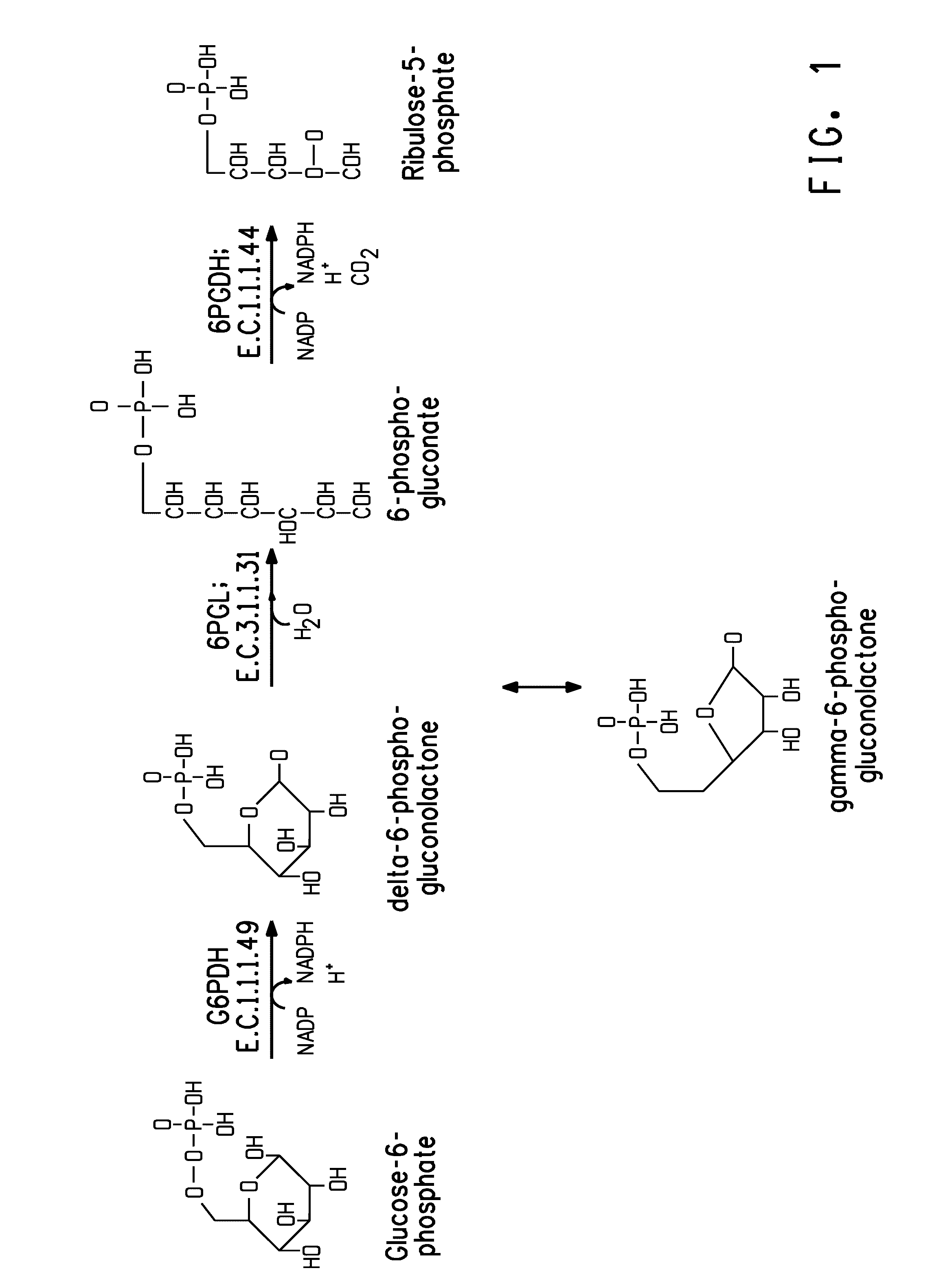 Pentose phosphate pathway upregulation to increase production of non-native products of interest in transgenic microorganisms