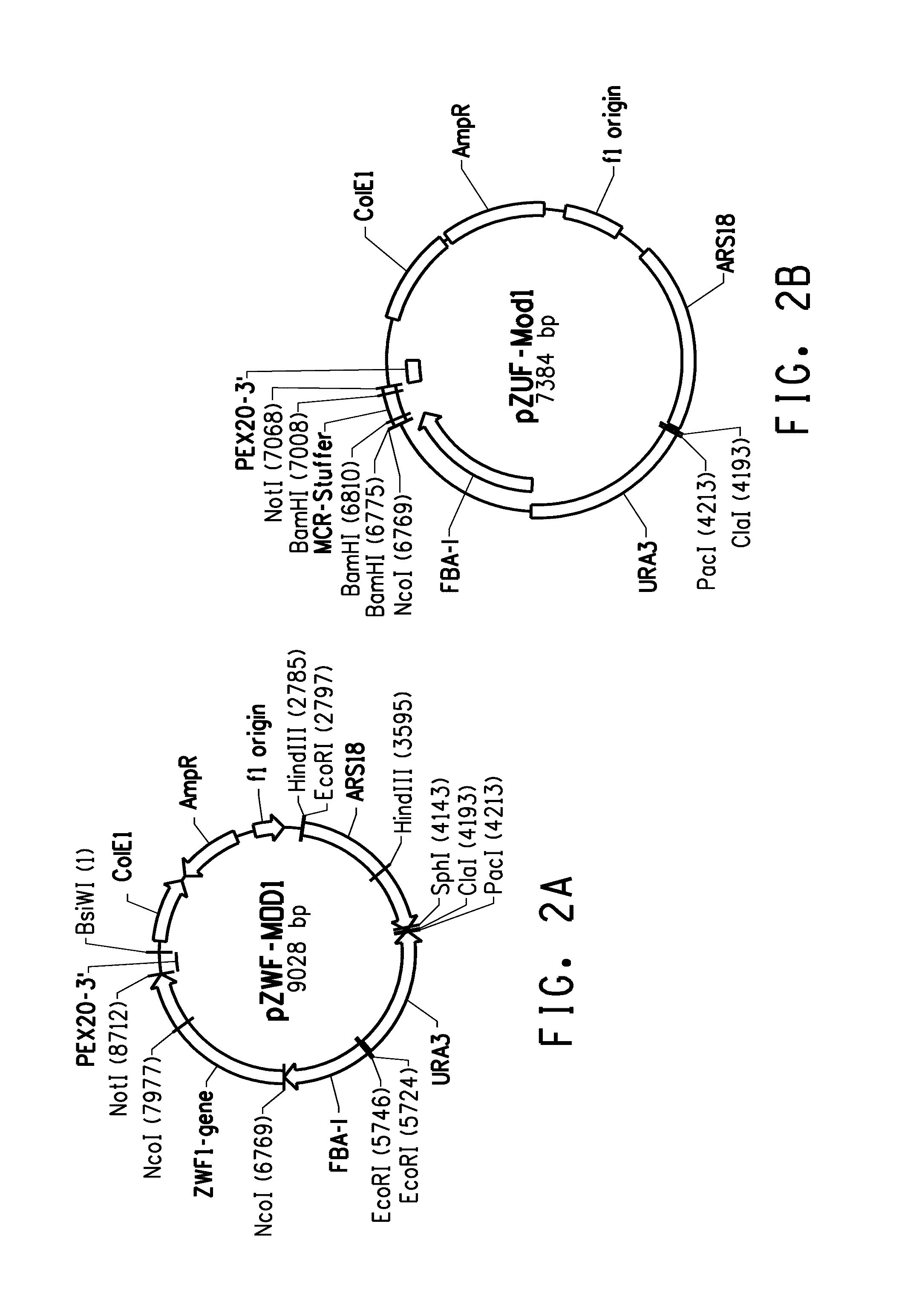 Pentose phosphate pathway upregulation to increase production of non-native products of interest in transgenic microorganisms