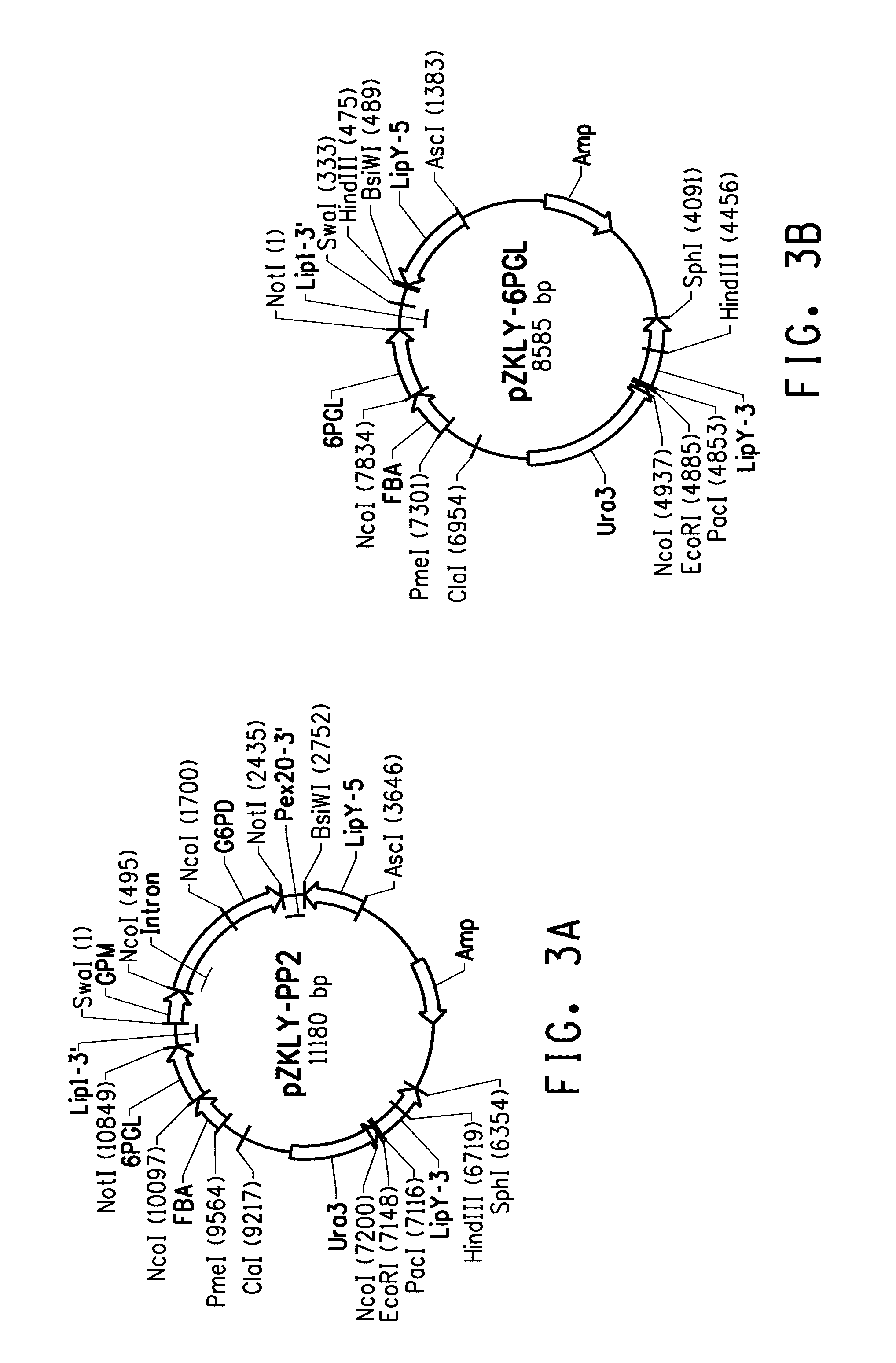 Pentose phosphate pathway upregulation to increase production of non-native products of interest in transgenic microorganisms