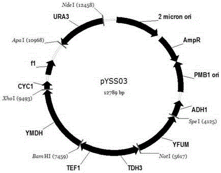 Construction method for producing fumaric acid based on pichia stipitis synthetic strain fermented xylose