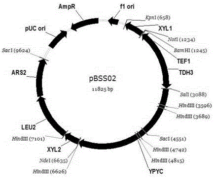 Construction method for producing fumaric acid based on pichia stipitis synthetic strain fermented xylose