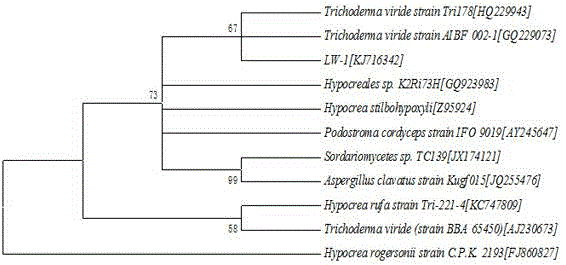 Trichoderma viridea LW-1 capable of degrading ethyl acetate and application of trichoderma viridea LW-1