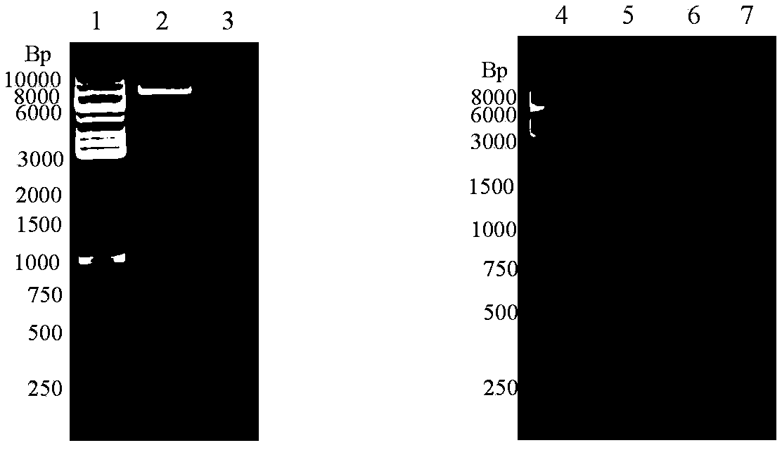 Long-acting artesunate drug for preventing schistosome infection and preparation method thereof