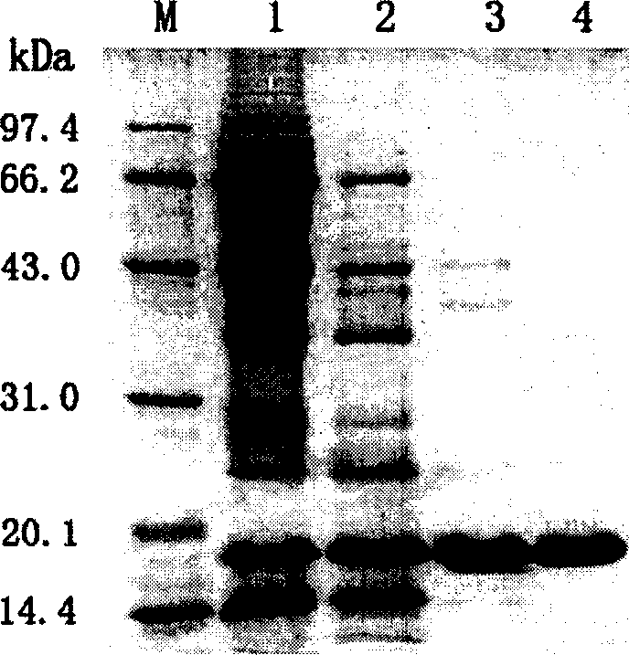 Method for extracting purified high ferro myoglobins from cardiac muscle