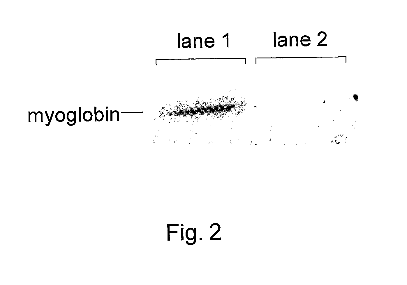 Site-Specific Labeling of Proteins for Nmr Studies