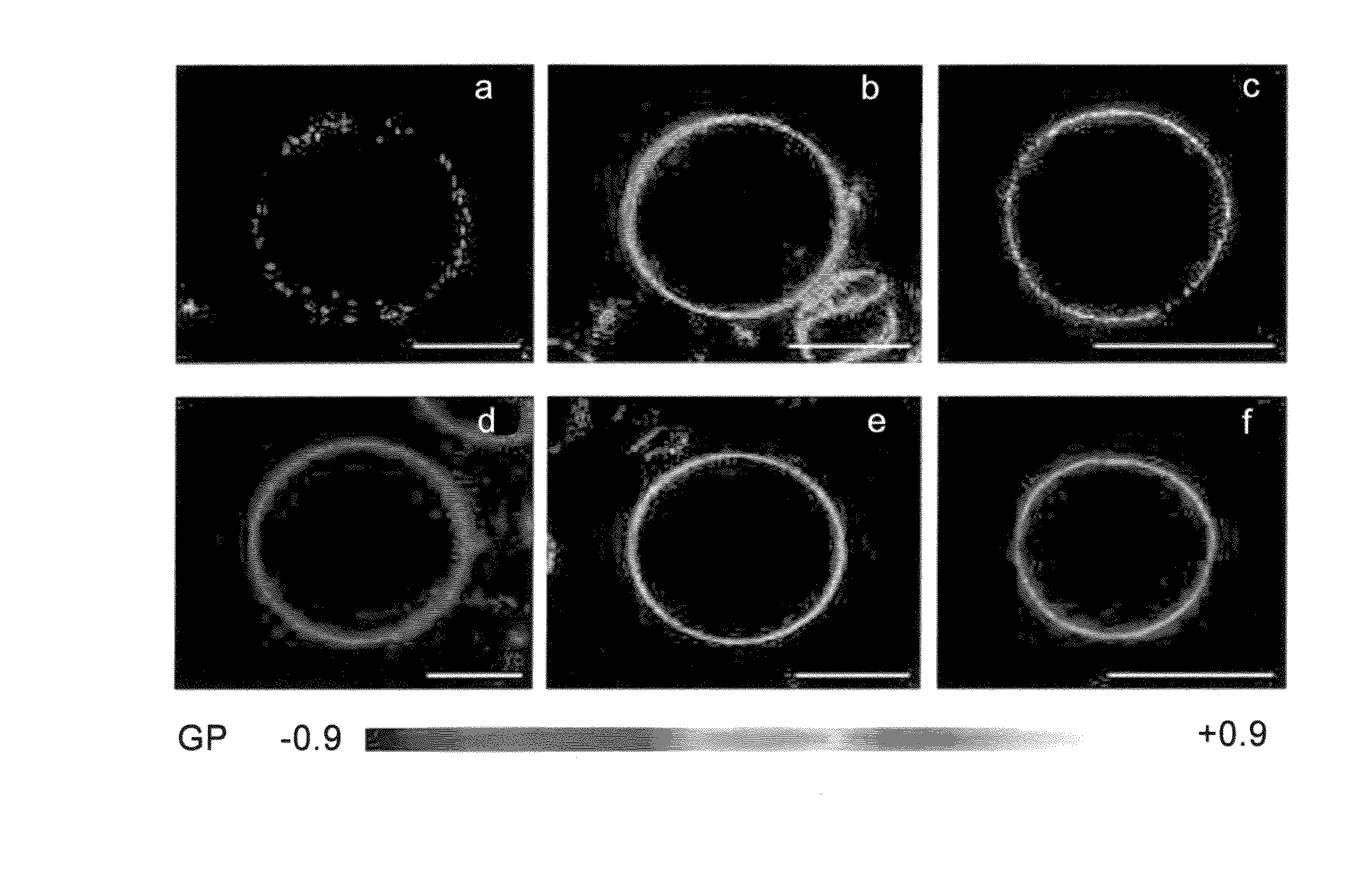 Two-photon dyes for real-time imaging of lipid rafts