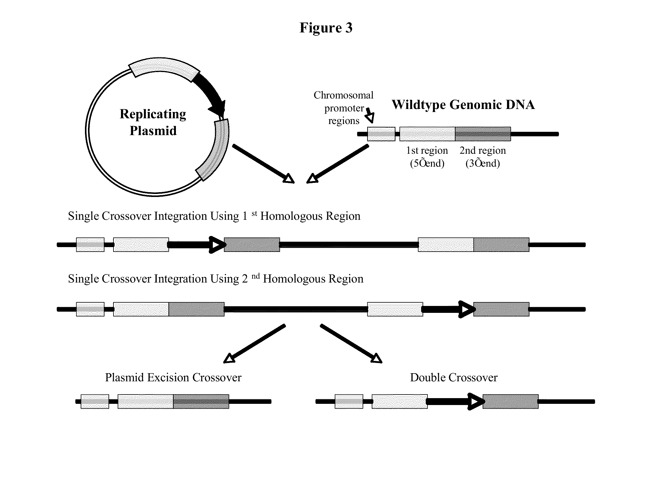 Methods and compositions for generating sporulation deficient bacteria