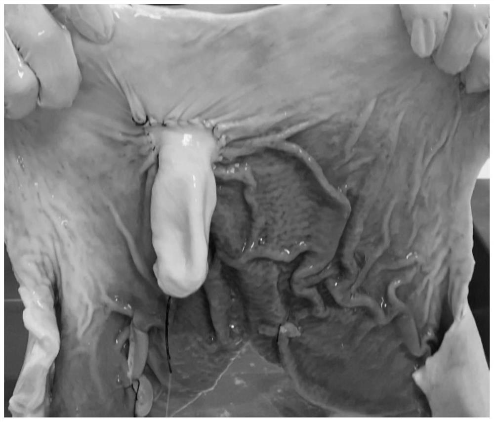 Transabdominal preperitoneal hernia repair operation training model and its production method and preservation method