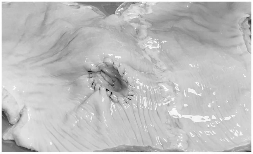 Transabdominal preperitoneal hernia repair operation training model and its production method and preservation method