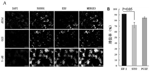 A method for long-term stable culture of chicken embryonic stem cells in vitro