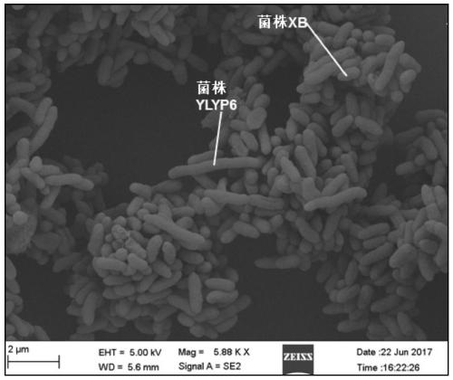 A kind of compound bacterial agent with both functions of dissolving phosphorus and degrading dehp and its application