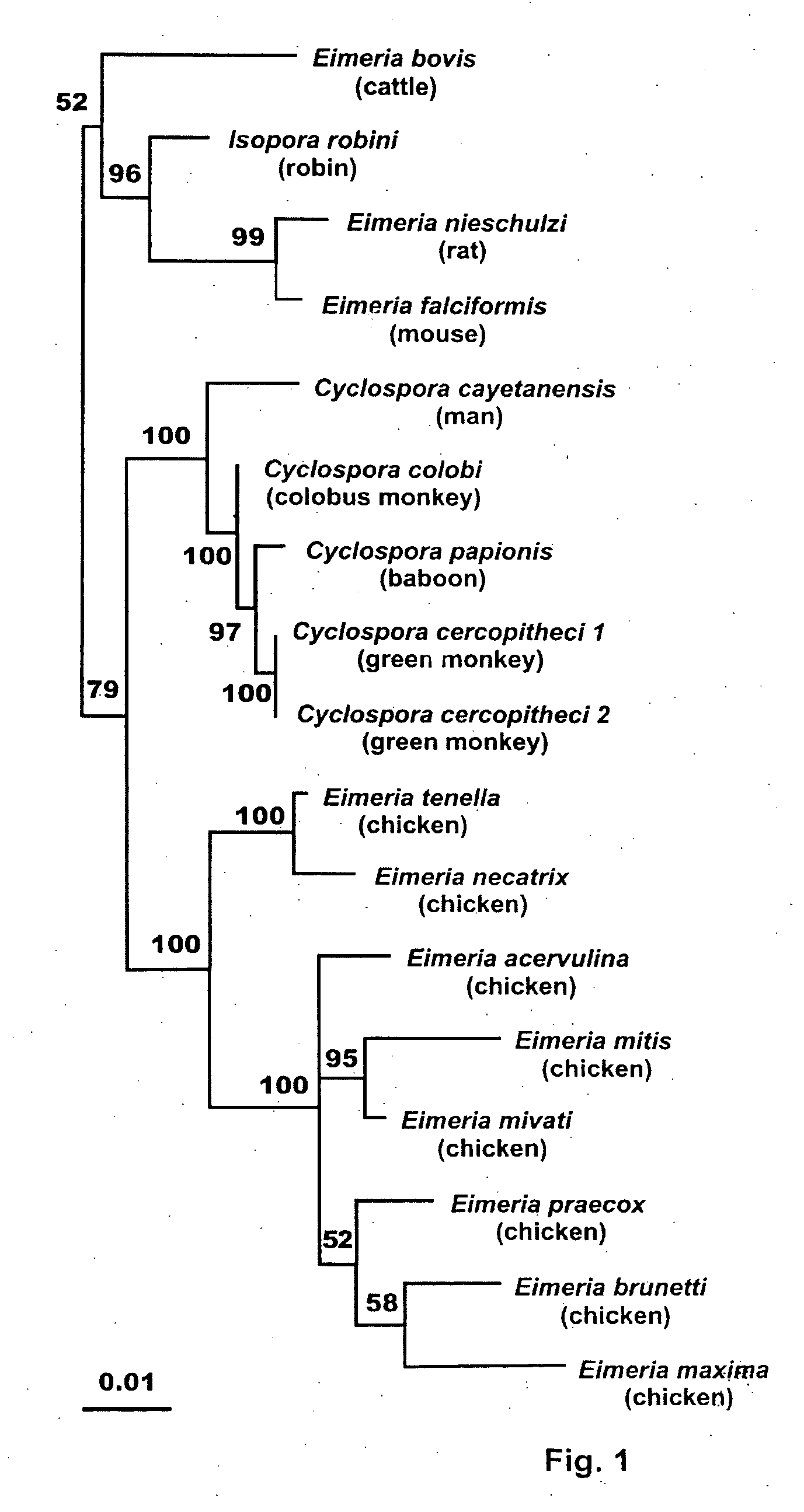 Compositions and methods for immunotherapy of cancer and infectious diseases