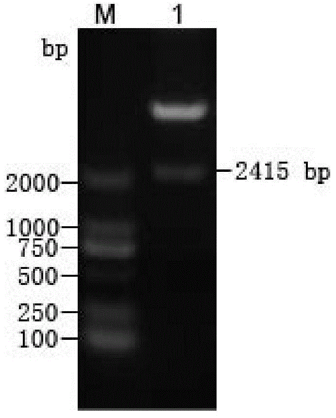 DNA molecule for expressing acyltransferase in pichia pastoris and application thereof