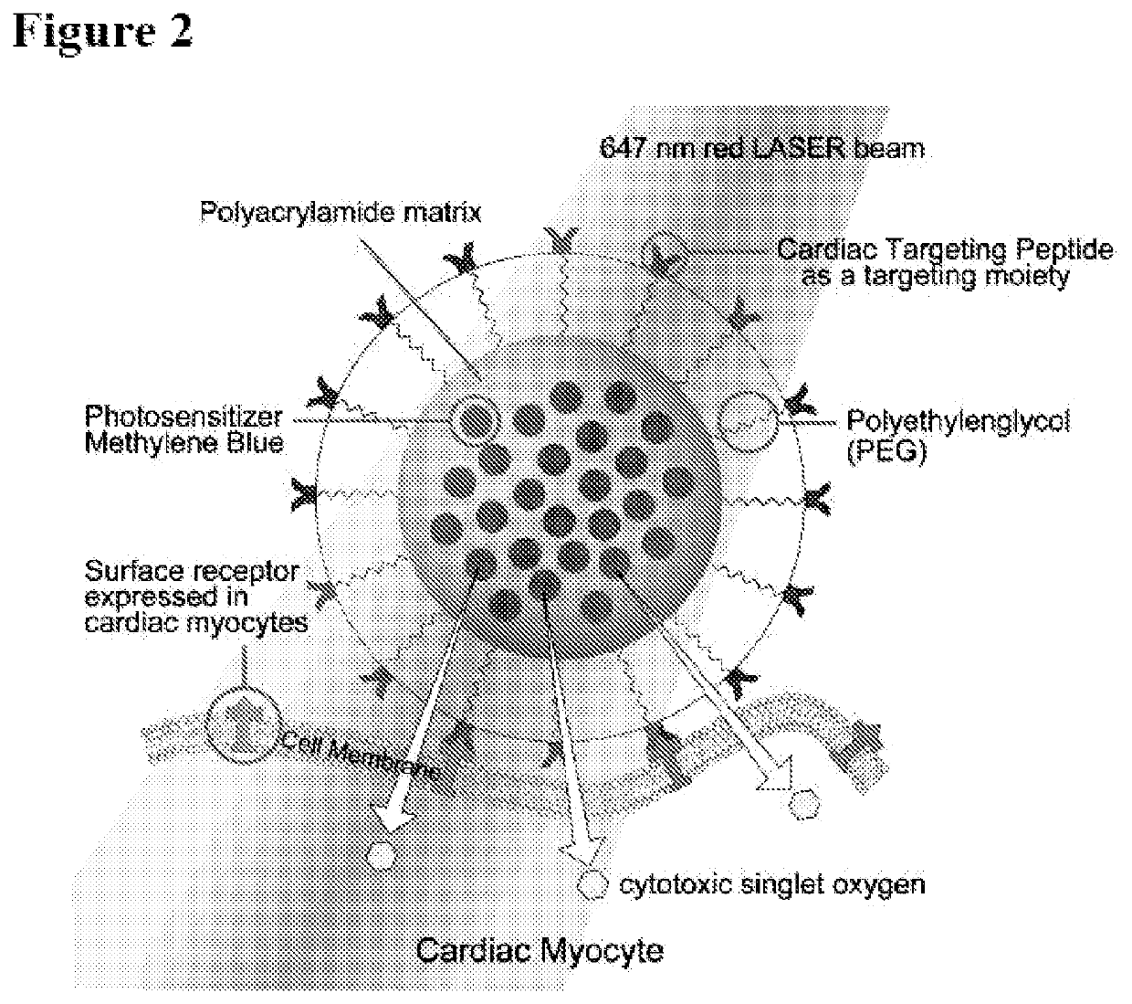 Systems and methods for targeted imaging and ablation of cardiac cells