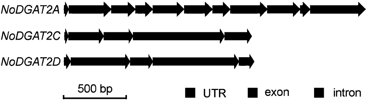 Gene with triacylglycerol synthesis function and application of gene in rational regulation of content or saturation degree of oil-producing microalgae triacylglycerol