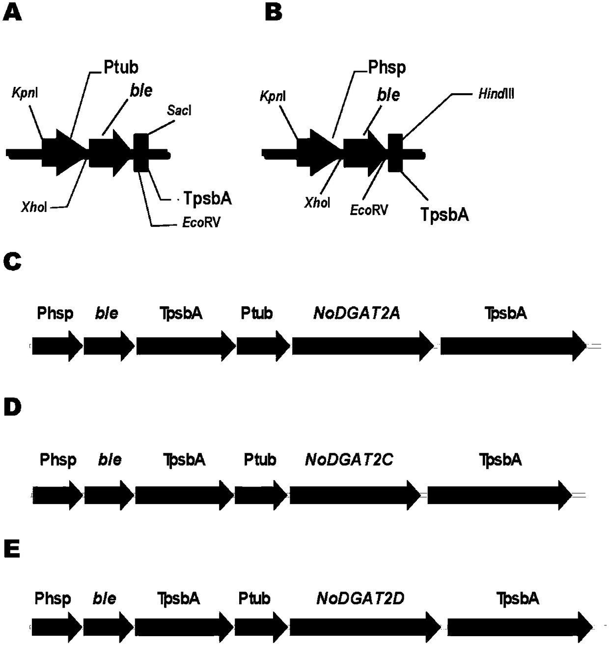 Gene with triacylglycerol synthesis function and application of gene in rational regulation of content or saturation degree of oil-producing microalgae triacylglycerol