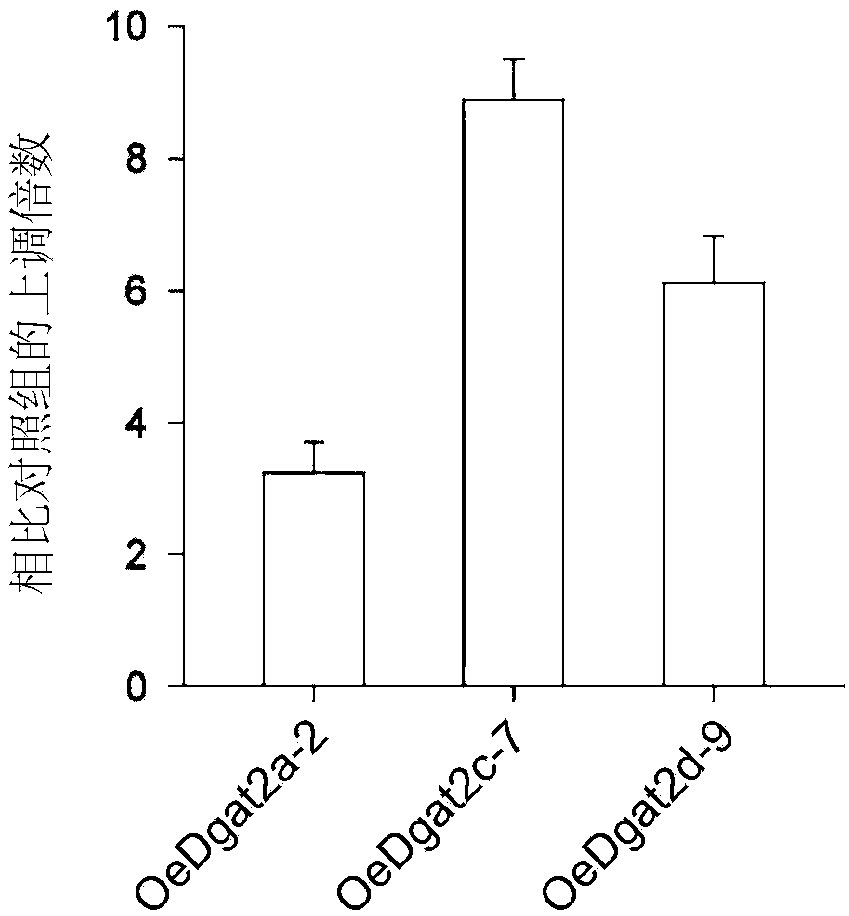 Gene with triacylglycerol synthesis function and application of gene in rational regulation of content or saturation degree of oil-producing microalgae triacylglycerol