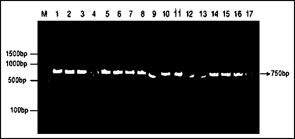 Phomopsis RNA (ribonucleic acid) polymerase (RPB1) gene amplification primer, as well as design method and application thereof