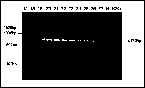 Phomopsis RNA (ribonucleic acid) polymerase (RPB1) gene amplification primer, as well as design method and application thereof