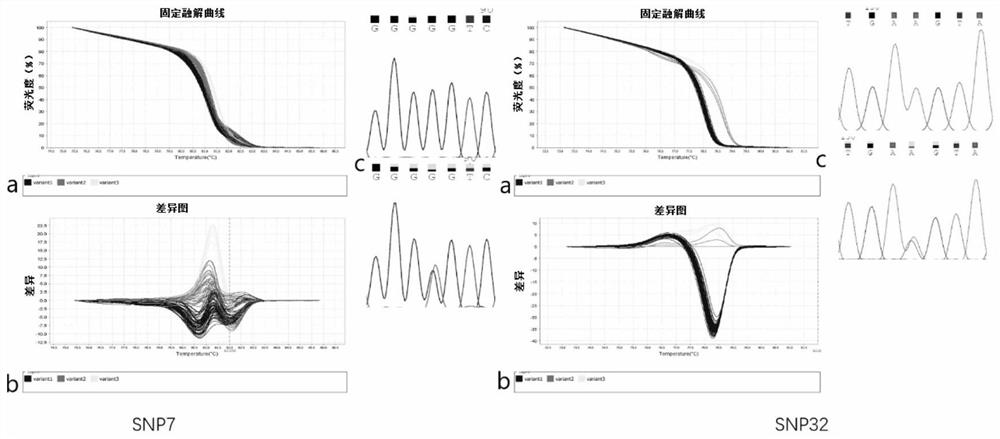 Polymorphic primers and applications of SNP molecular markers in Cinnamomum camphora nuclear genome