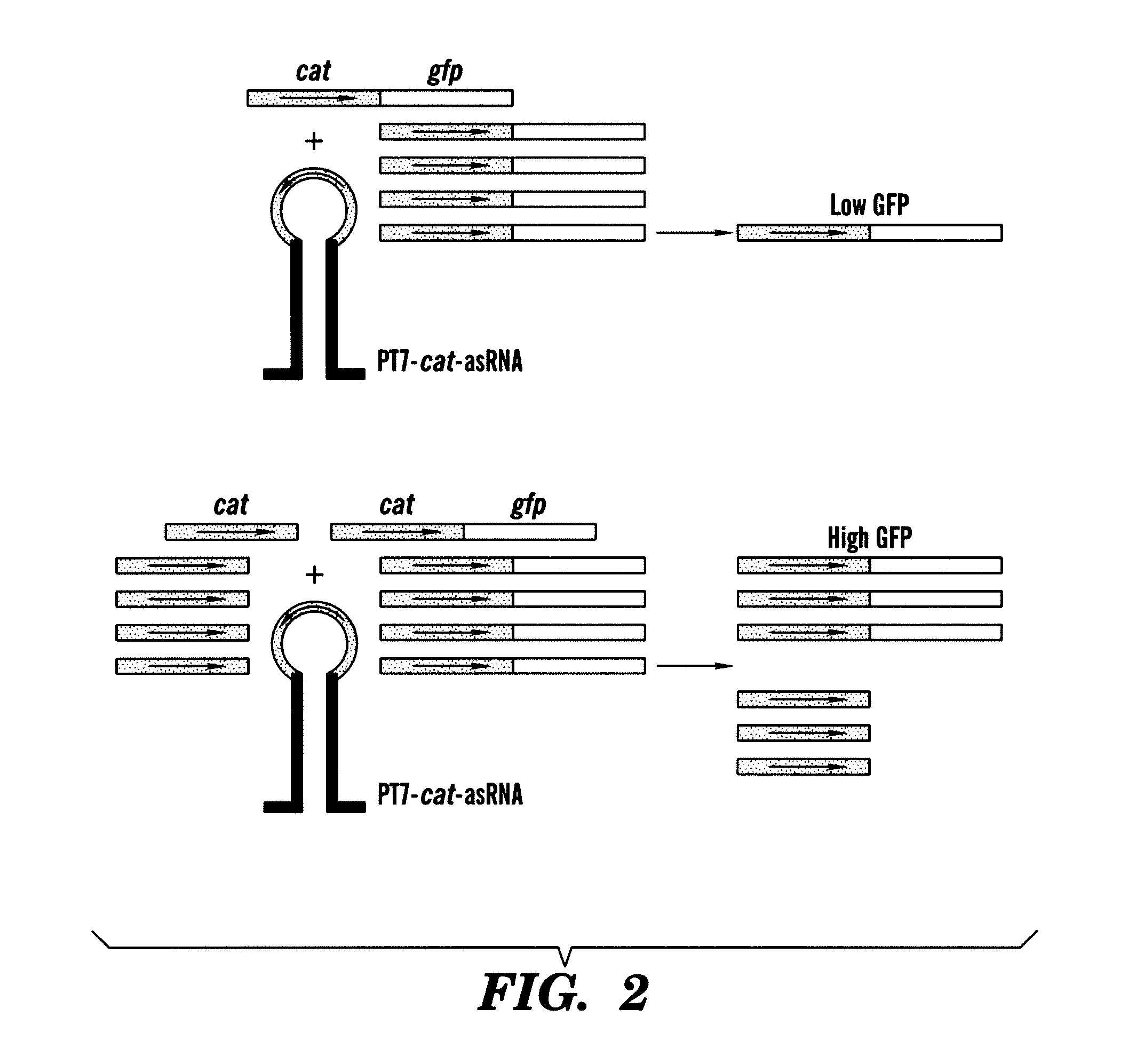 In vivo gene sensors