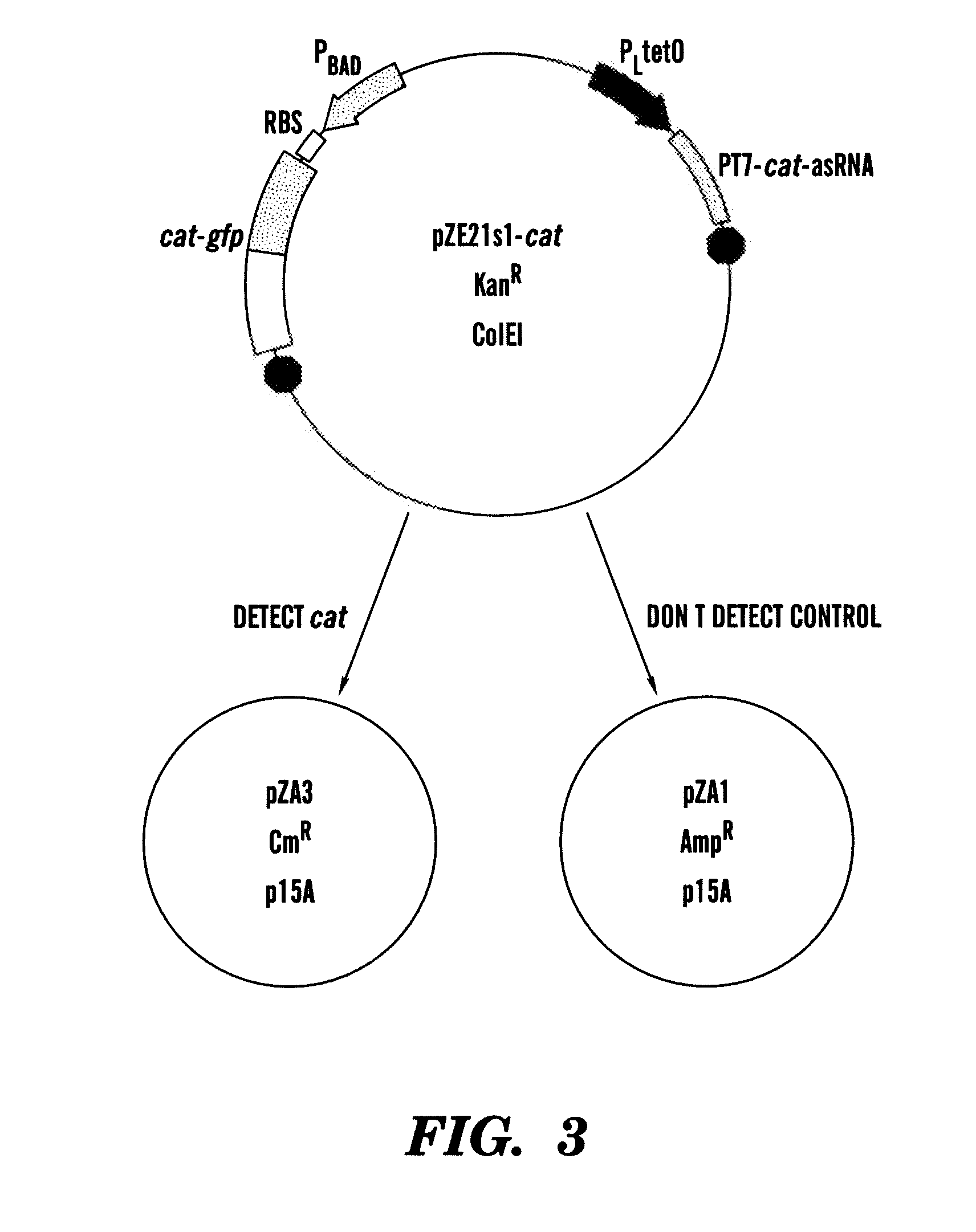 In vivo gene sensors