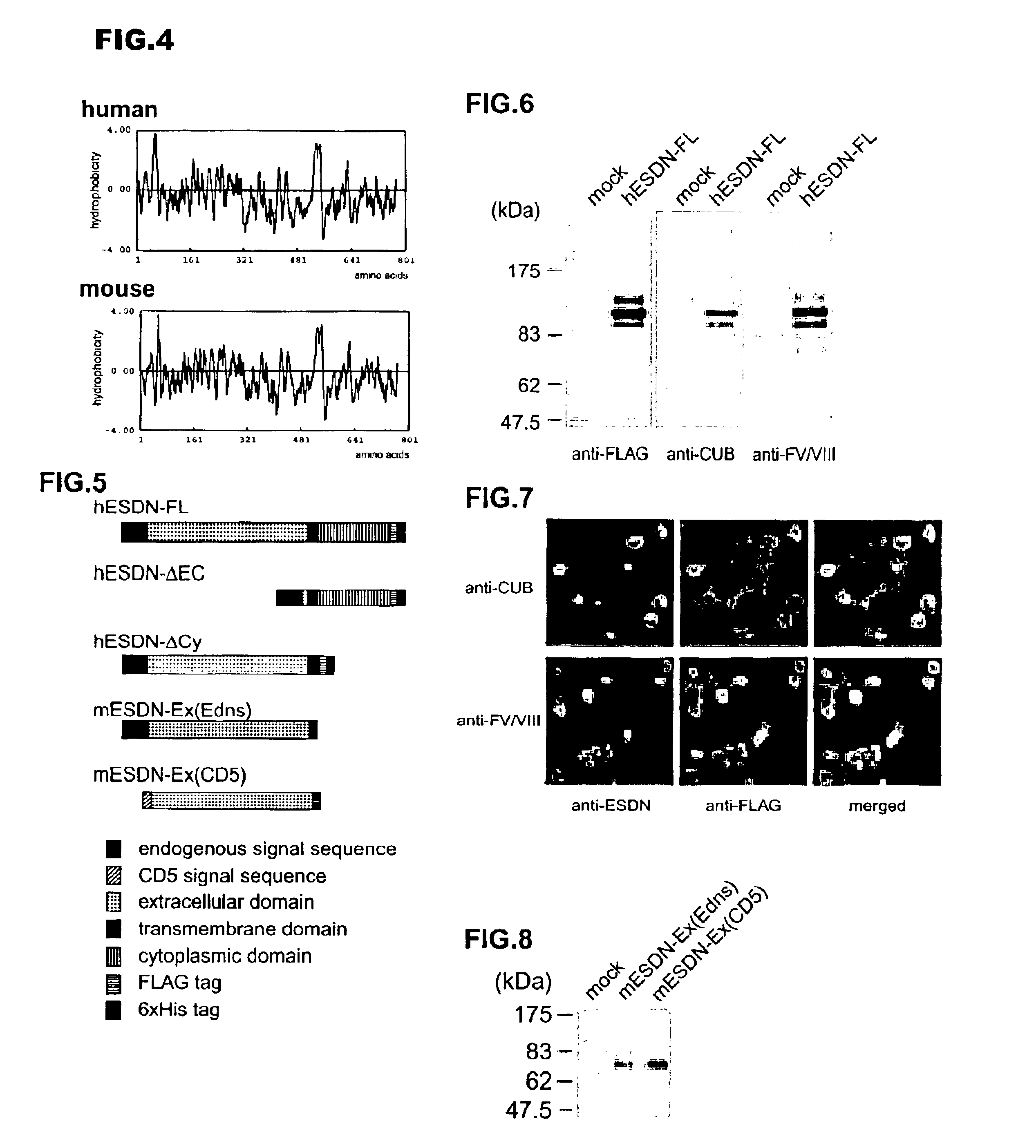 Polypeptide ESDN, polynucleotides encoding the polypeptide, and utility of the polypeptide