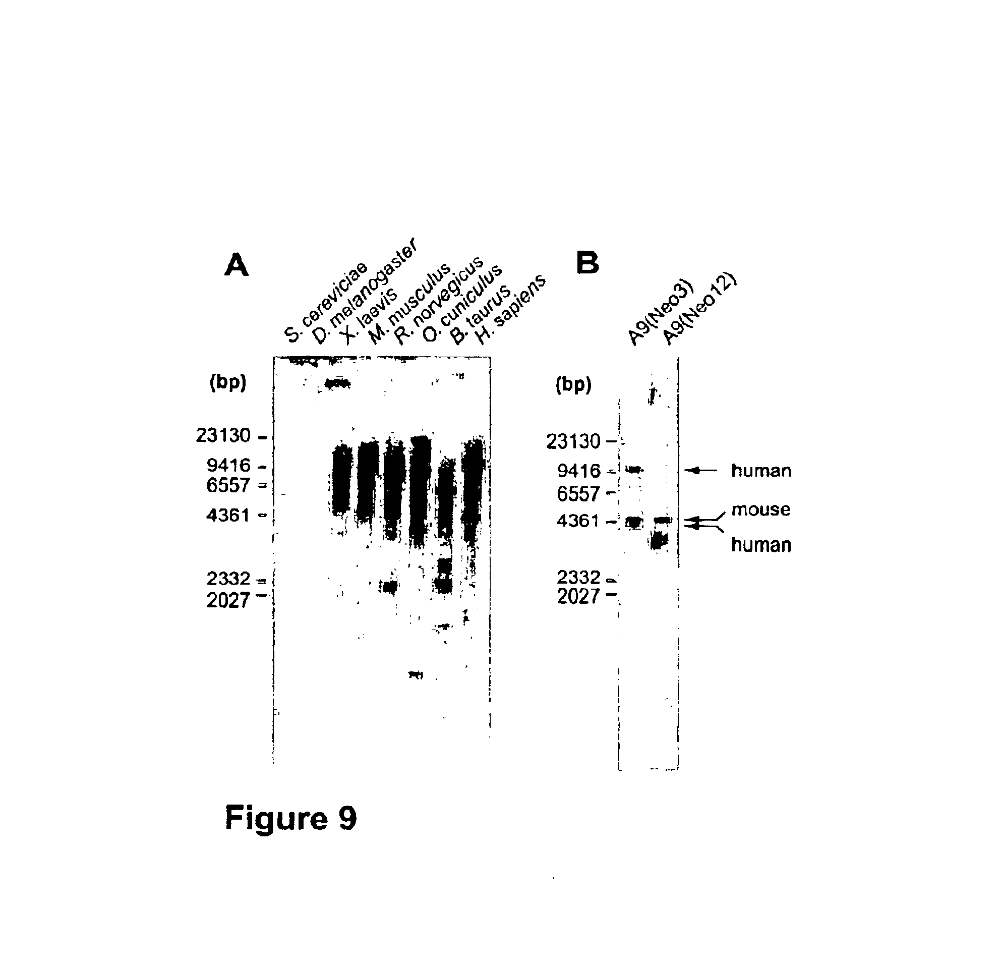 Polypeptide ESDN, polynucleotides encoding the polypeptide, and utility of the polypeptide