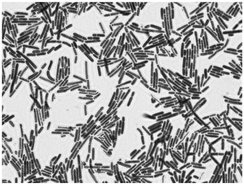 High-adhesion-property Lactobacillus helveticus strain with immunity enhancement function and application thereof