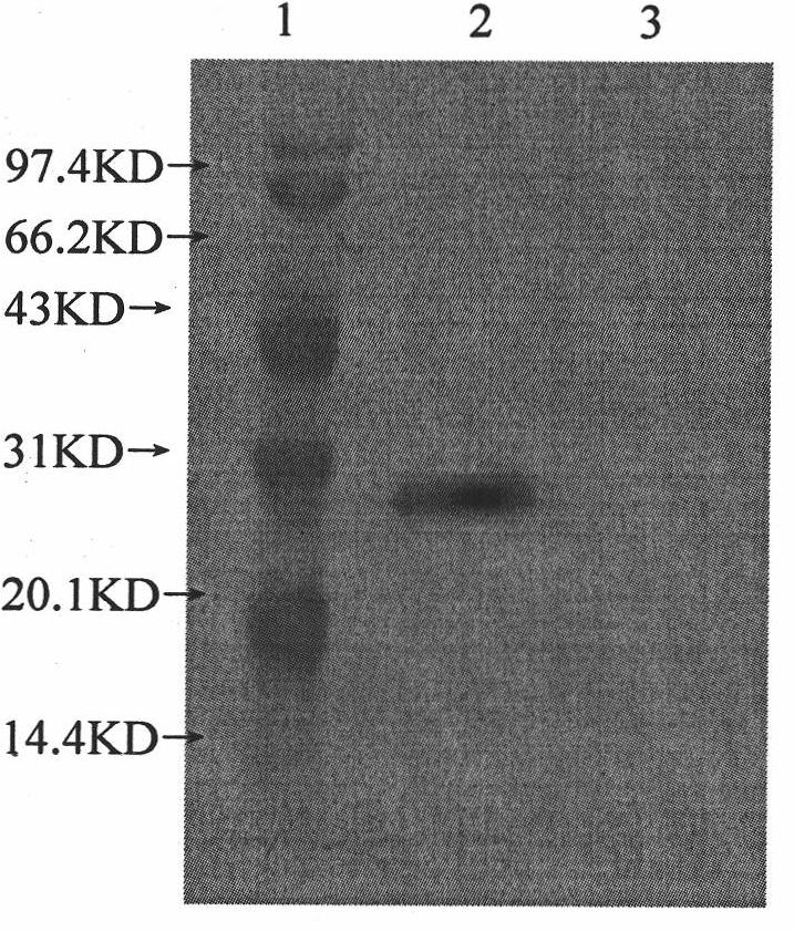 Anti-H3N8 subtype equine influenza virus monoclonal antibody and application thereof