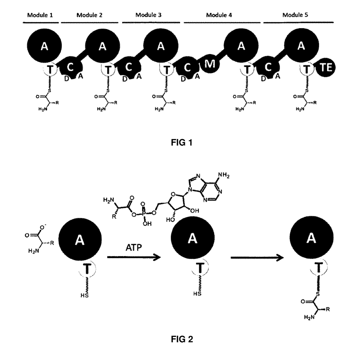 Artificial non-ribosomal peptide synthetases