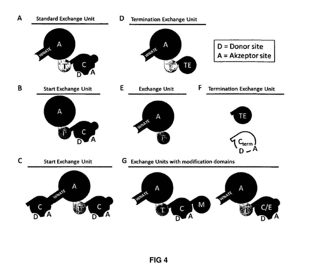 Artificial non-ribosomal peptide synthetases