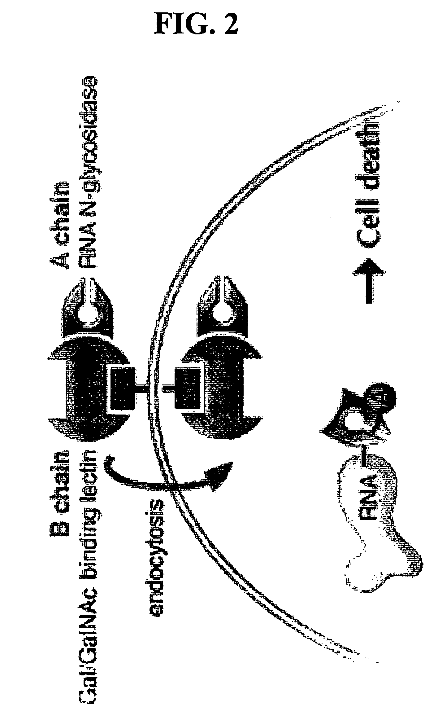 Transition state analog inhibitors of ricin A-chain