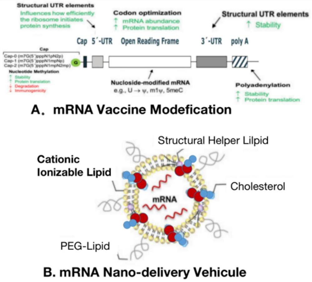 New coronavirus wild type and variant combined vaccine based on mRNA (messenger ribonucleic acid) and preparation method thereof