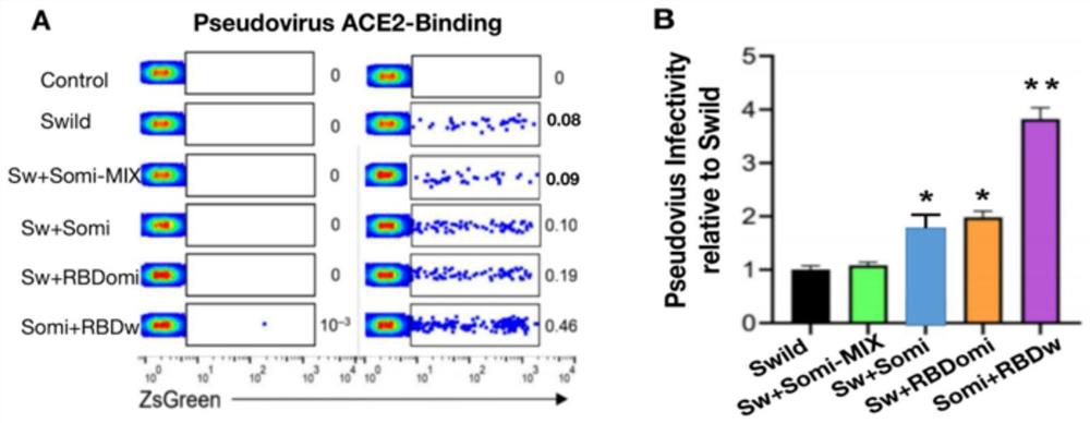 New coronavirus wild type and variant combined vaccine based on mRNA (messenger ribonucleic acid) and preparation method thereof