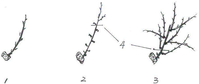 Novel pear tree simplifying and pruning method