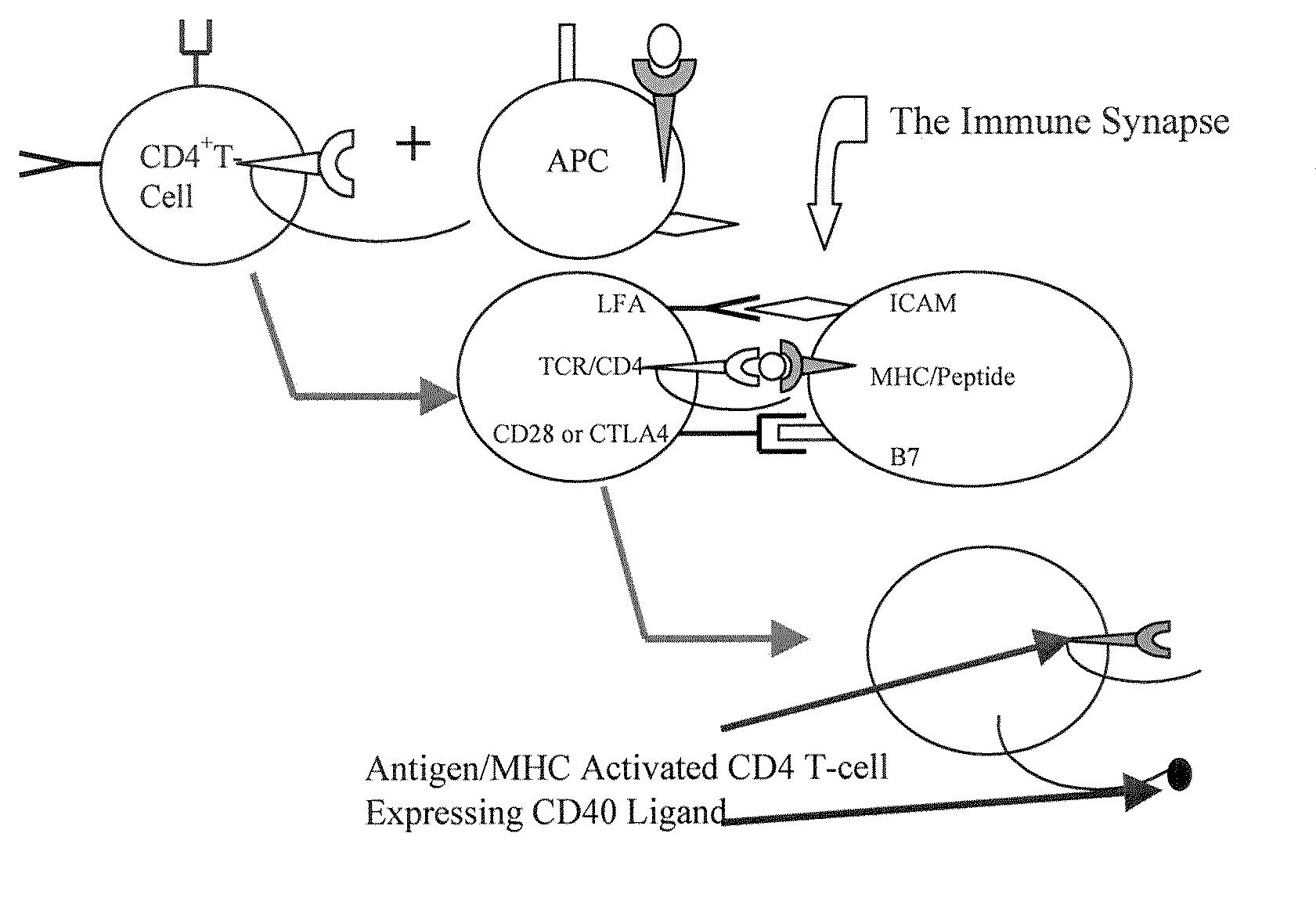 Methods and compositions for the production of monoclonal antibodies