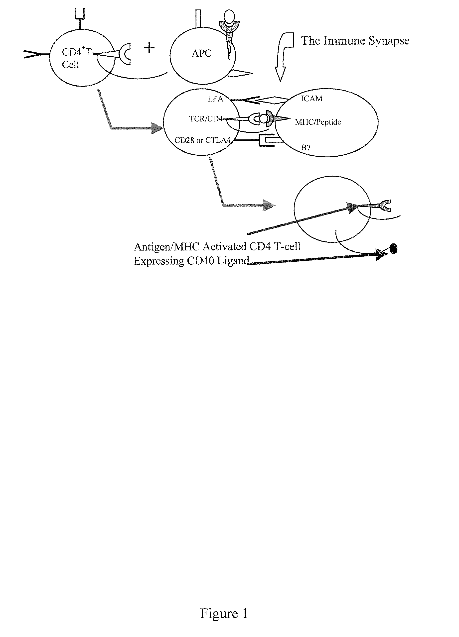 Methods and compositions for the production of monoclonal antibodies