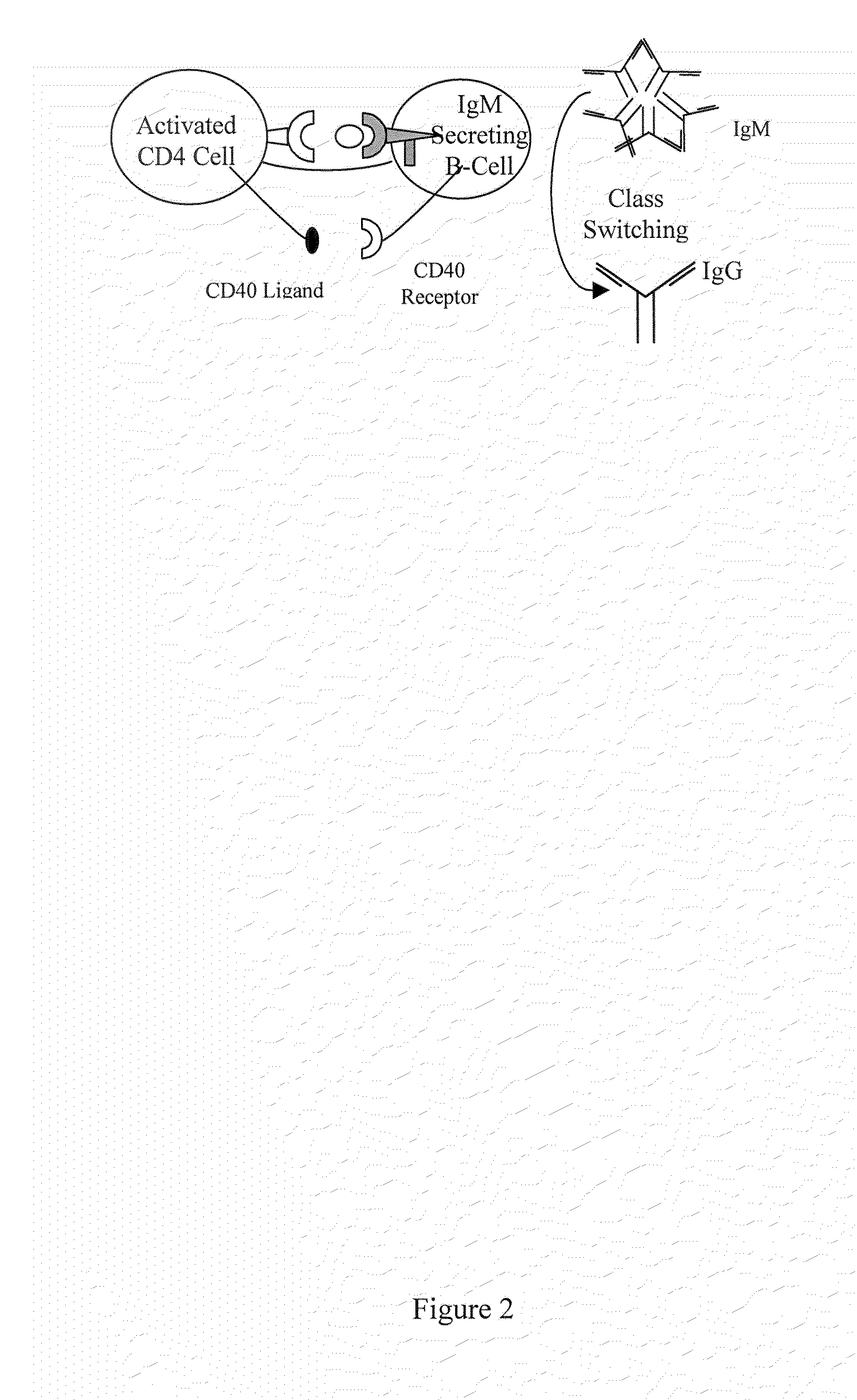 Methods and compositions for the production of monoclonal antibodies